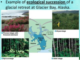 • Example of ecological succession of a
glacial retreat at Glacier Bay, Alaska.
 