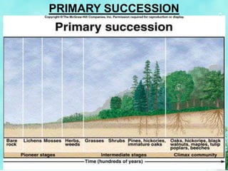PRIMARY SUCCESSION
 