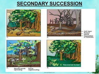 SECONDARY SUCCESSION
 