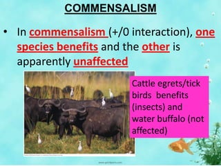 Unit 3 population ecology | PPTX