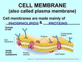 CELL MEMBRANE (also called plasma membrane) ,[object Object],PHOSPHOLIPIDS   PROTEINS Image from:  ©  Pearson Education Inc, Publishing as Pearson Prentice Hall; All rights reserved Outside of cell Inside of cell (cytoplasm) Cell membrane Proteins Protein channel Lipid bilayer Carbohydrate chains 
