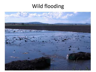 Wild flooding
 