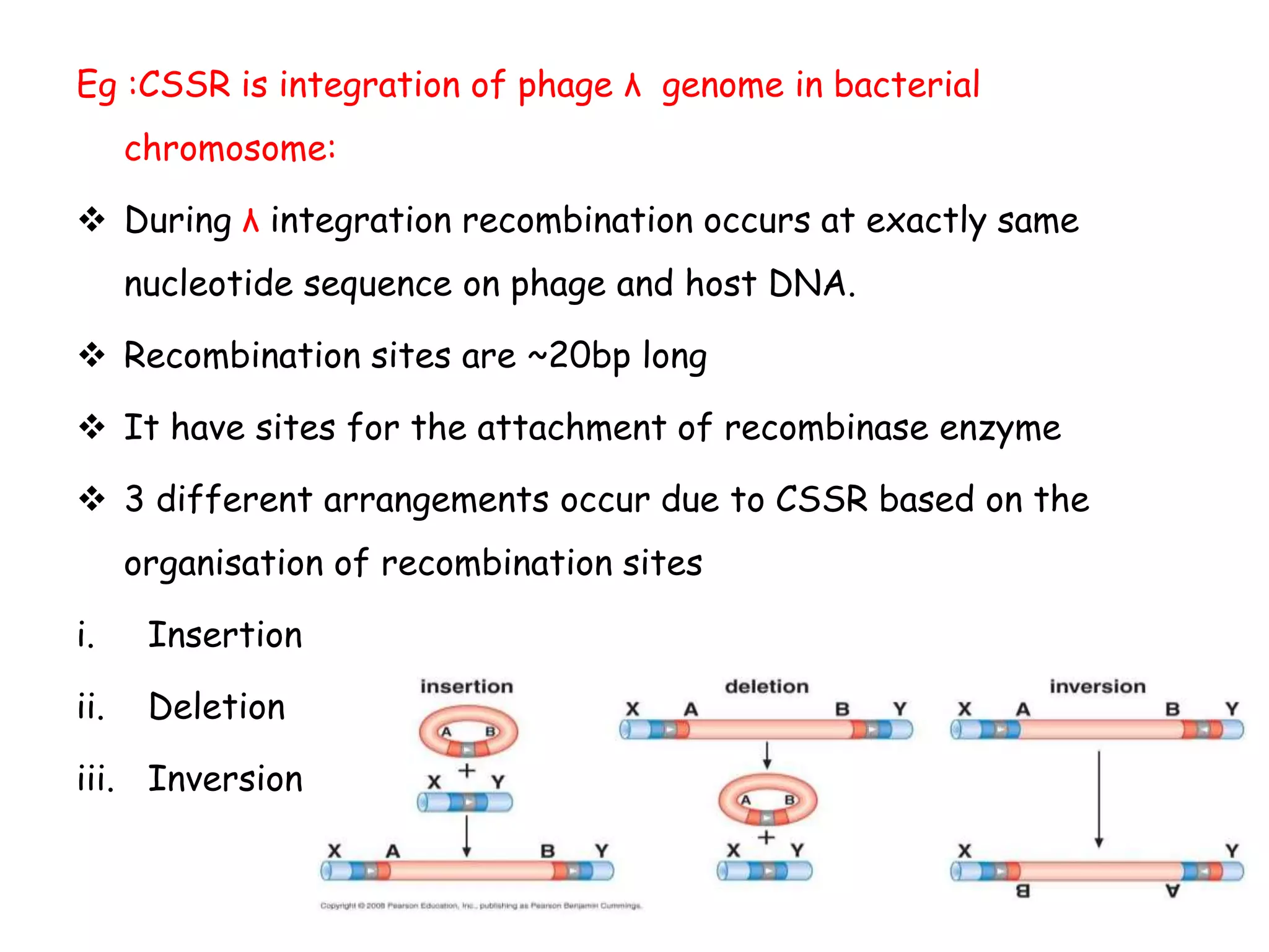 Eg :CSSR is integration of phage λ genome in bacterial
chromosome:
 During λ integration recombination occurs at exactly same
nucleotide sequence on phage and host DNA.
 Recombination sites are ~20bp long
 It have sites for the attachment of recombinase enzyme
 3 different arrangements occur due to CSSR based on the
organisation of recombination sites
i. Insertion
ii. Deletion
iii. Inversion
 