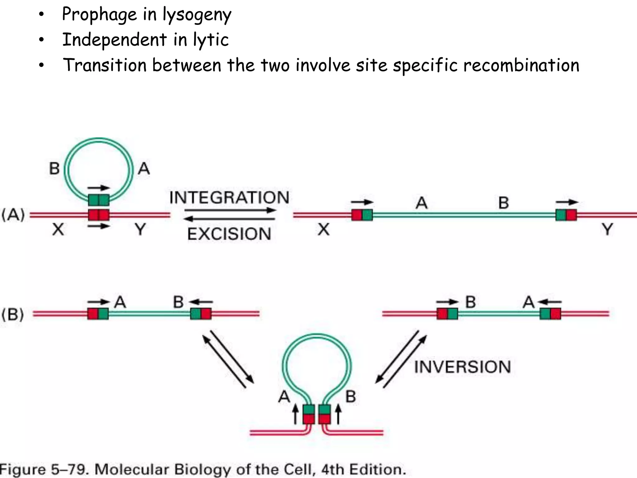 • Prophage in lysogeny
• Independent in lytic
• Transition between the two involve site specific recombination
 