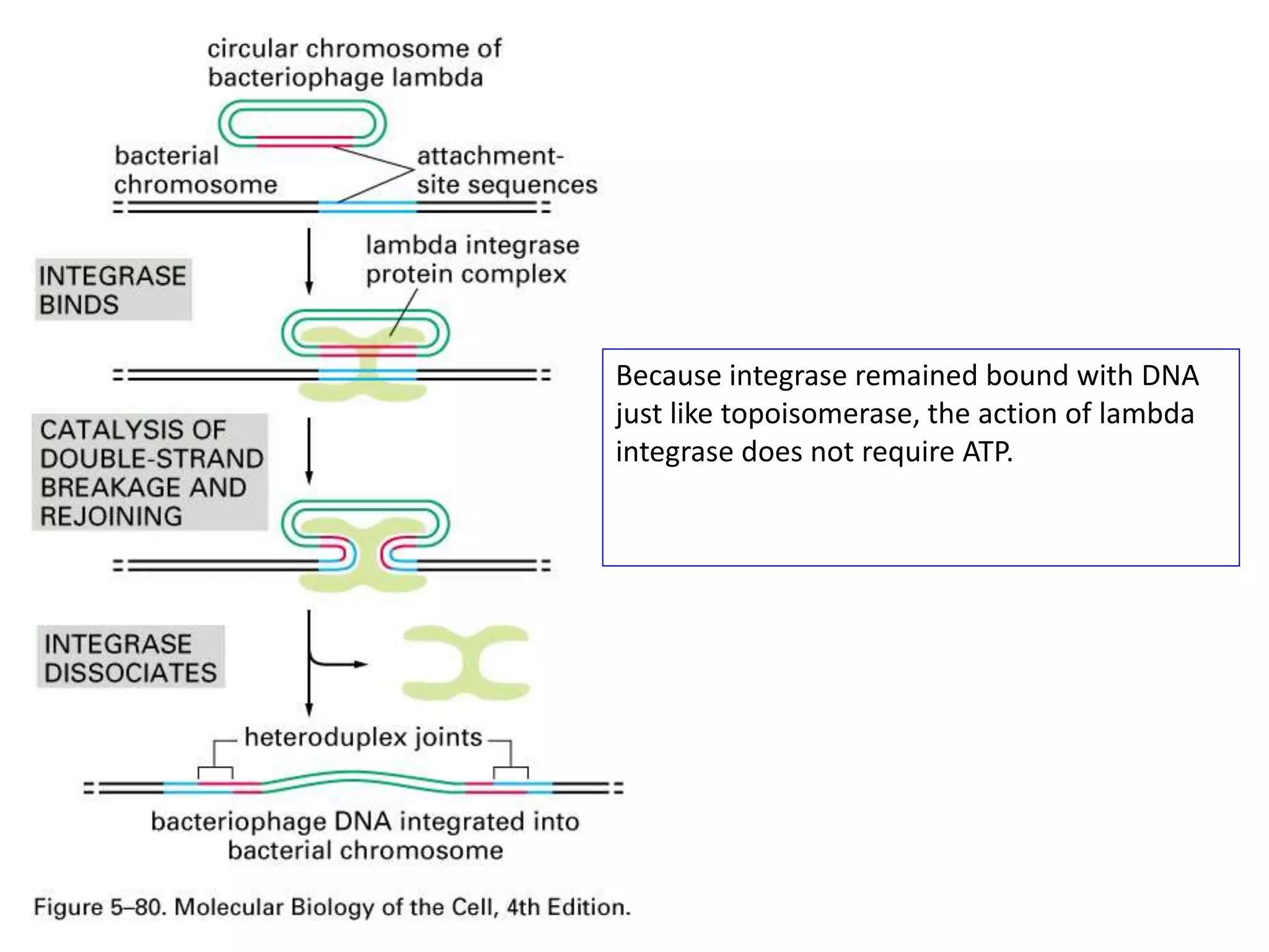 Because integrase remained bound with DNA
just like topoisomerase, the action of lambda
integrase does not require ATP.
 