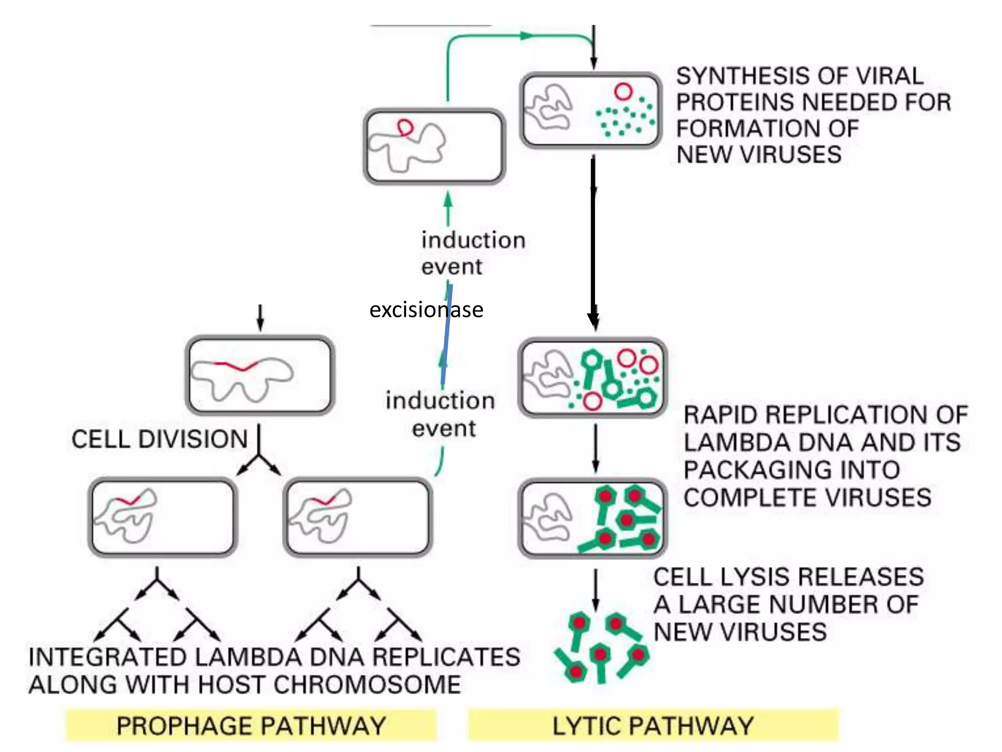 excisionase
 