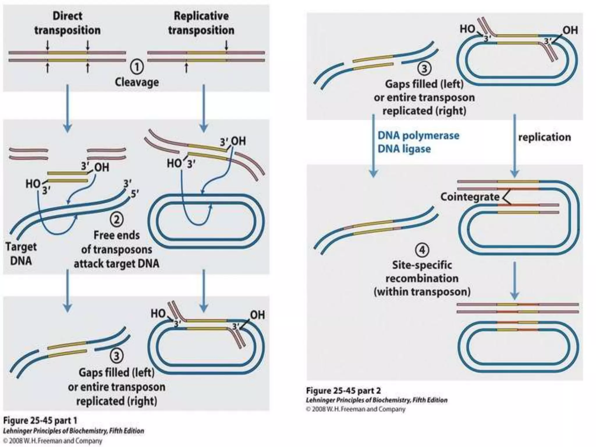 Unit 3 recombination