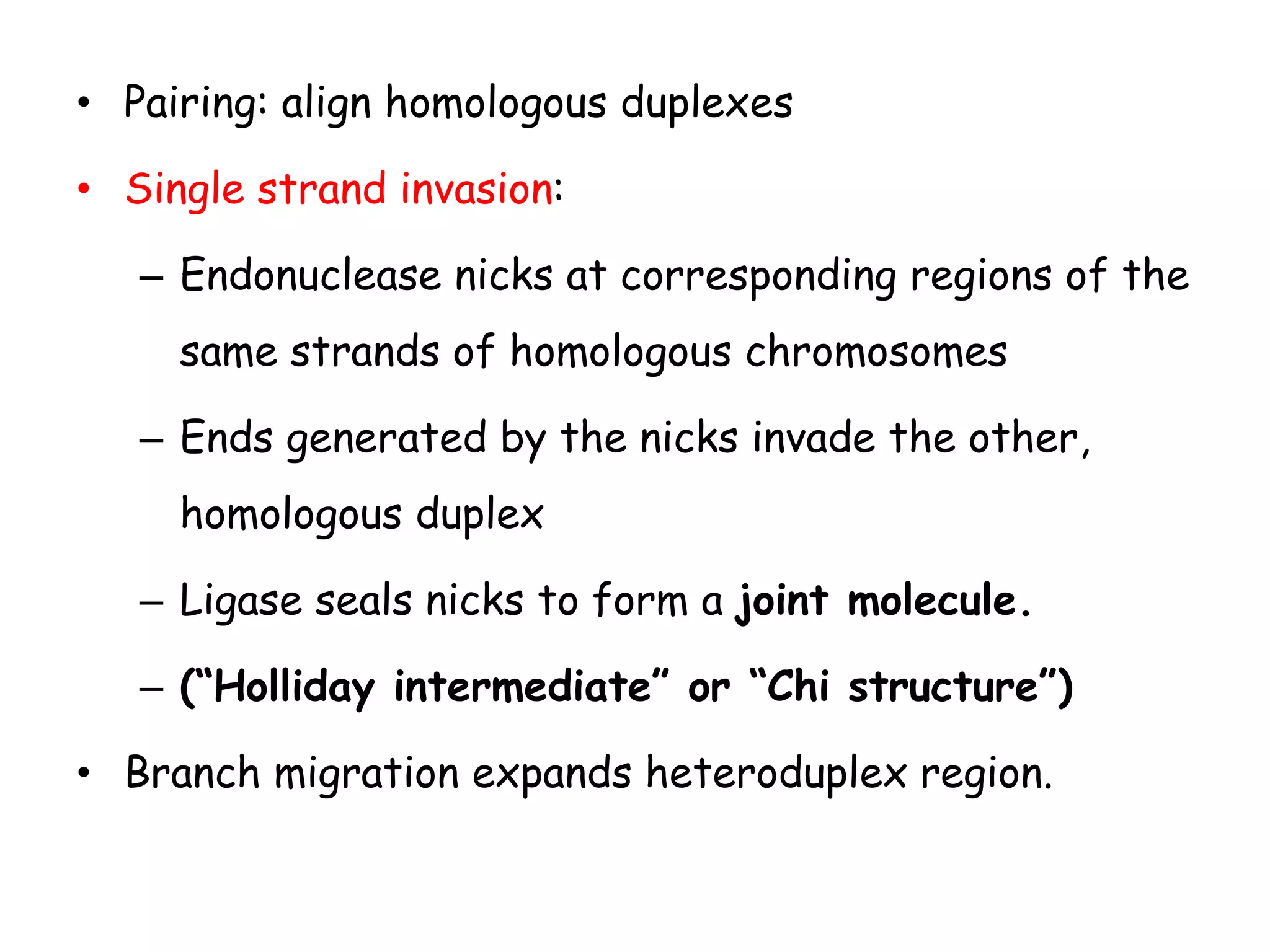 • Pairing: align homologous duplexes
• Single strand invasion:
– Endonuclease nicks at corresponding regions of the
same strands of homologous chromosomes
– Ends generated by the nicks invade the other,
homologous duplex
– Ligase seals nicks to form a joint molecule.
– (“Holliday intermediate” or “Chi structure”)
• Branch migration expands heteroduplex region.
 