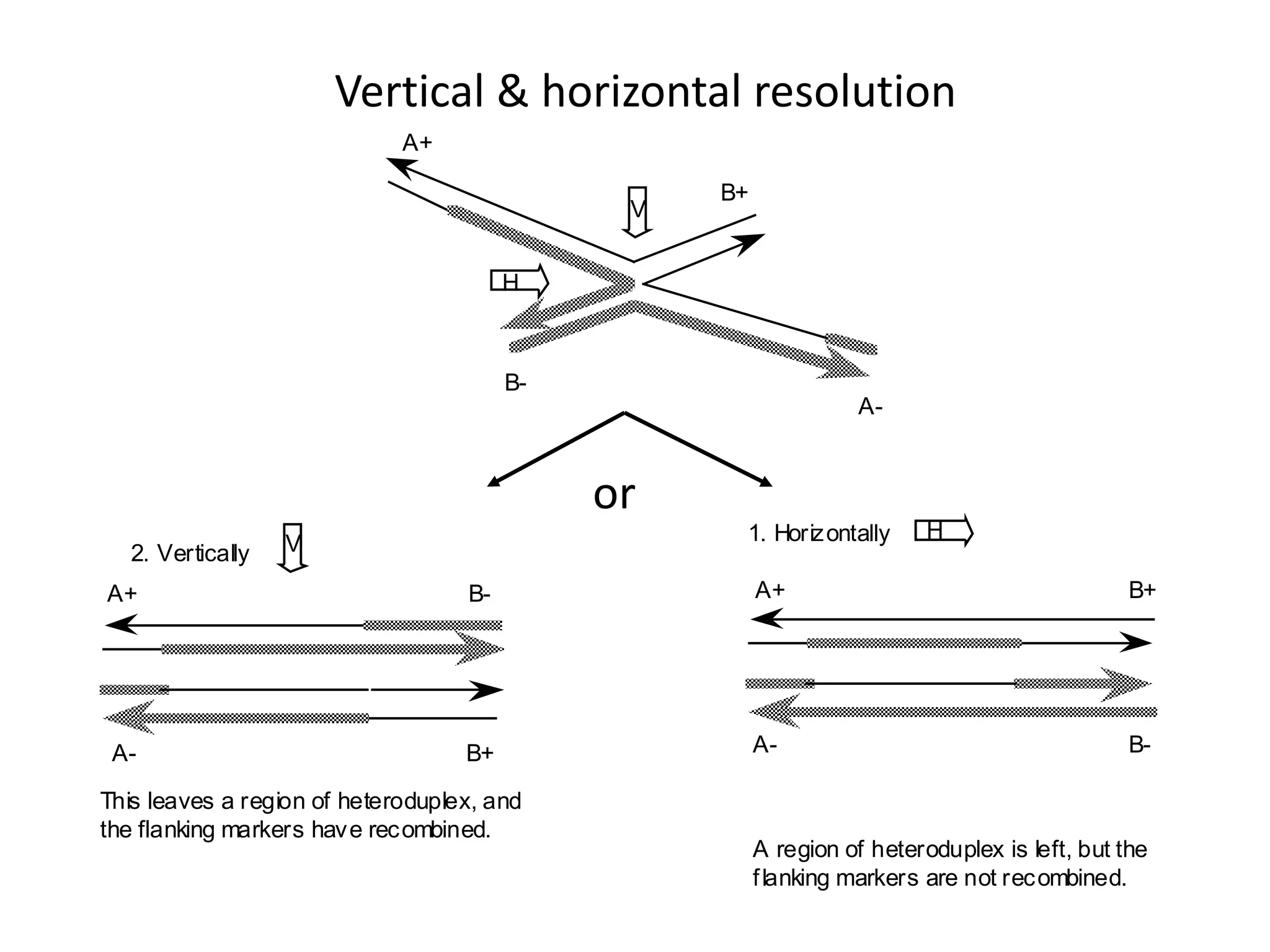 Vertical & horizontal resolution
A+
B+
B-
A-
H
V
2. Vertically V
B-
A+
A- B+
This leaves a region of heteroduplex, and
the flanking markers have recombined.
1. Horizontally H
A+ B+
B-
A-
A region of heteroduplex is left, but the
flanking markers are not recombined.
or
 