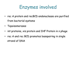Enzymes involved
• rec A protein and recBCD endonuclease are purified
from bacterial systems
• Topoisomerases
• int proteins, xis protein and IHF Protein in λ phage
• rec A and rec BCD promotes basepairing in single
strand of DNA
 