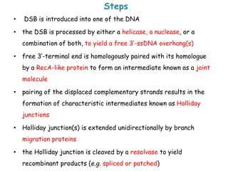 Steps
• DSB is introduced into one of the DNA
• the DSB is processed by either a helicase, a nuclease, or a
combination of both, to yield a free 3’-ssDNA overhang(s)
• free 3’-terminal end is homologously paired with its homologue
by a RecA-like protein to form an intermediate known as a joint
molecule
• pairing of the displaced complementary strands results in the
formation of characteristic intermediates known as Holliday
junctions
• Holliday junction(s) is extended unidirectionally by branch
migration proteins
• the Holliday junction is cleaved by a resolvase to yield
recombinant products (e.g. spliced or patched)
 