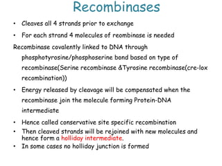 Recombinases
• Cleaves all 4 strands prior to exchange
• For each strand 4 molecules of reombinase is needed
Recombinase covalently linked to DNA through
phosphotyrosine/phosphoserine bond based on type of
recombinase(Serine recombinase &Tyrosine recombinase(cre-lox
recombination))
• Energy released by cleavage will be compensated when the
recombinase join the molecule forming Protein-DNA
intermediate
• Hence called conservative site specific recombination
• Then cleaved strands will be rejoined with new molecules and
hence form a holliday intermediate.
• In some cases no holliday junction is formed
 