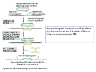 Because integrase remained bound with DNA
just like topoisomerase, the action of lambda
integrase does not require ATP.
 