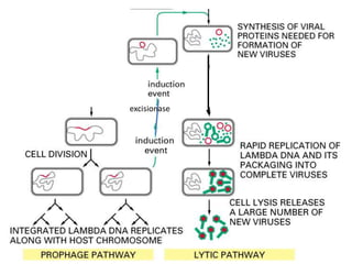 excisionase
 
