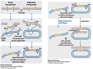 Unit 3 recombination