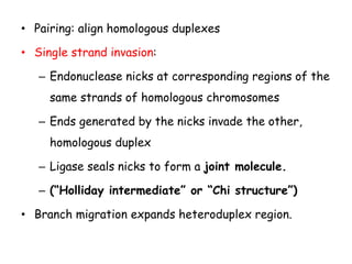 • Pairing: align homologous duplexes
• Single strand invasion:
– Endonuclease nicks at corresponding regions of the
same strands of homologous chromosomes
– Ends generated by the nicks invade the other,
homologous duplex
– Ligase seals nicks to form a joint molecule.
– (“Holliday intermediate” or “Chi structure”)
• Branch migration expands heteroduplex region.
 