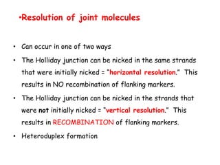 • Can occur in one of two ways
• The Holliday junction can be nicked in the same strands
that were initially nicked = “horizontal resolution.” This
results in NO recombination of flanking markers.
• The Holliday junction can be nicked in the strands that
were not initially nicked = “vertical resolution.” This
results in RECOMBINATION of flanking markers.
• Heteroduplex formation
•Resolution of joint molecules
 