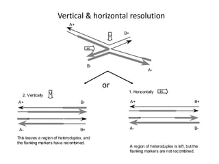 Vertical & horizontal resolution
A+
B+
B-
A-
H
V
2. Vertically V
B-
A+
A- B+
This leaves a region of heteroduplex, and
the flanking markers have recombined.
1. Horizontally H
A+ B+
B-
A-
A region of heteroduplex is left, but the
flanking markers are not recombined.
or
 