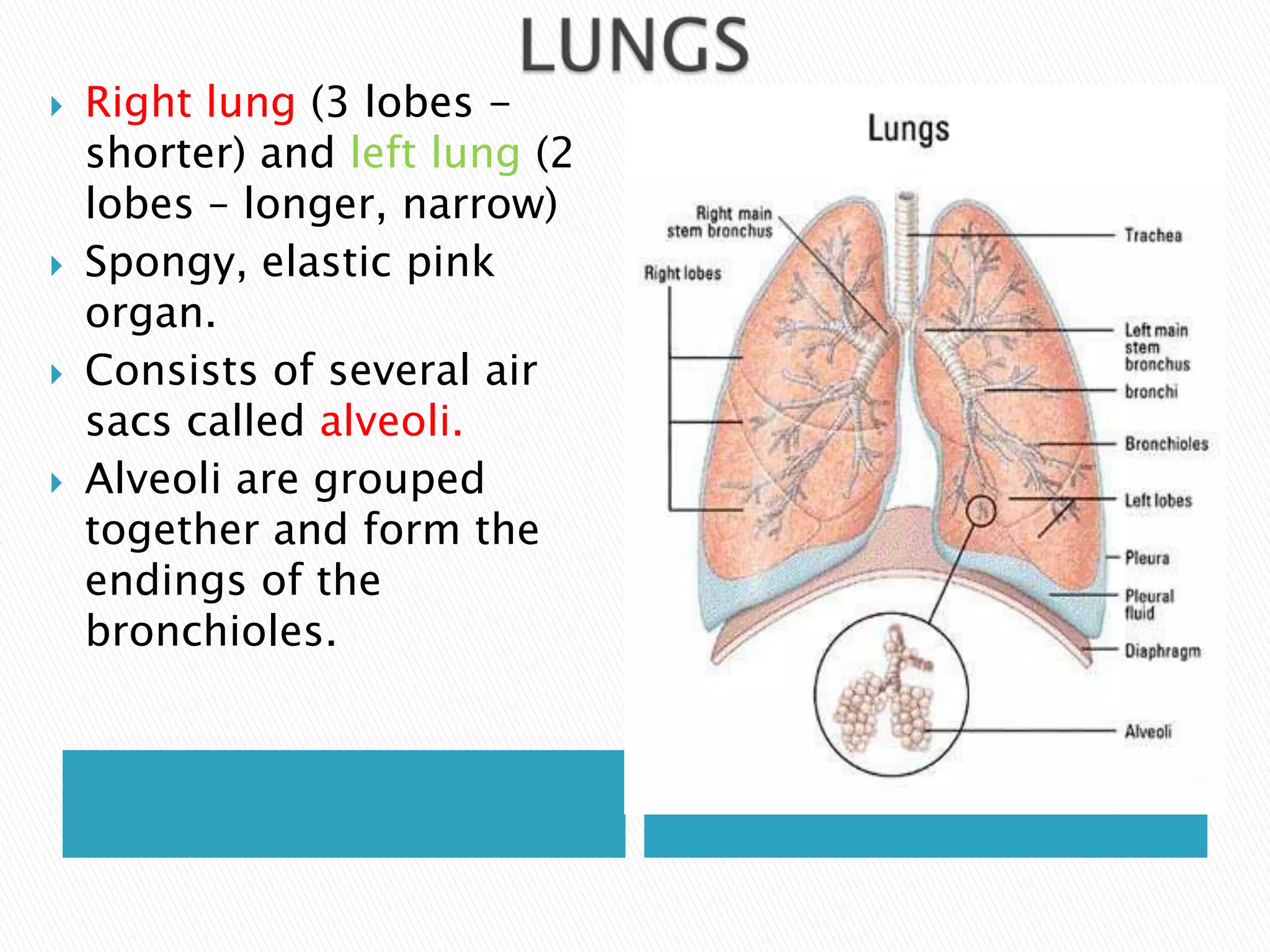    Right lung (3 lobes -
    shorter) and left lung (2
    lobes – longer, narrow)
   Spongy, elastic pink
    organ.
   Consists of several air
    sacs called alveoli.
   Alveoli are grouped
    together and form the
    endings of the
    bronchioles.
 