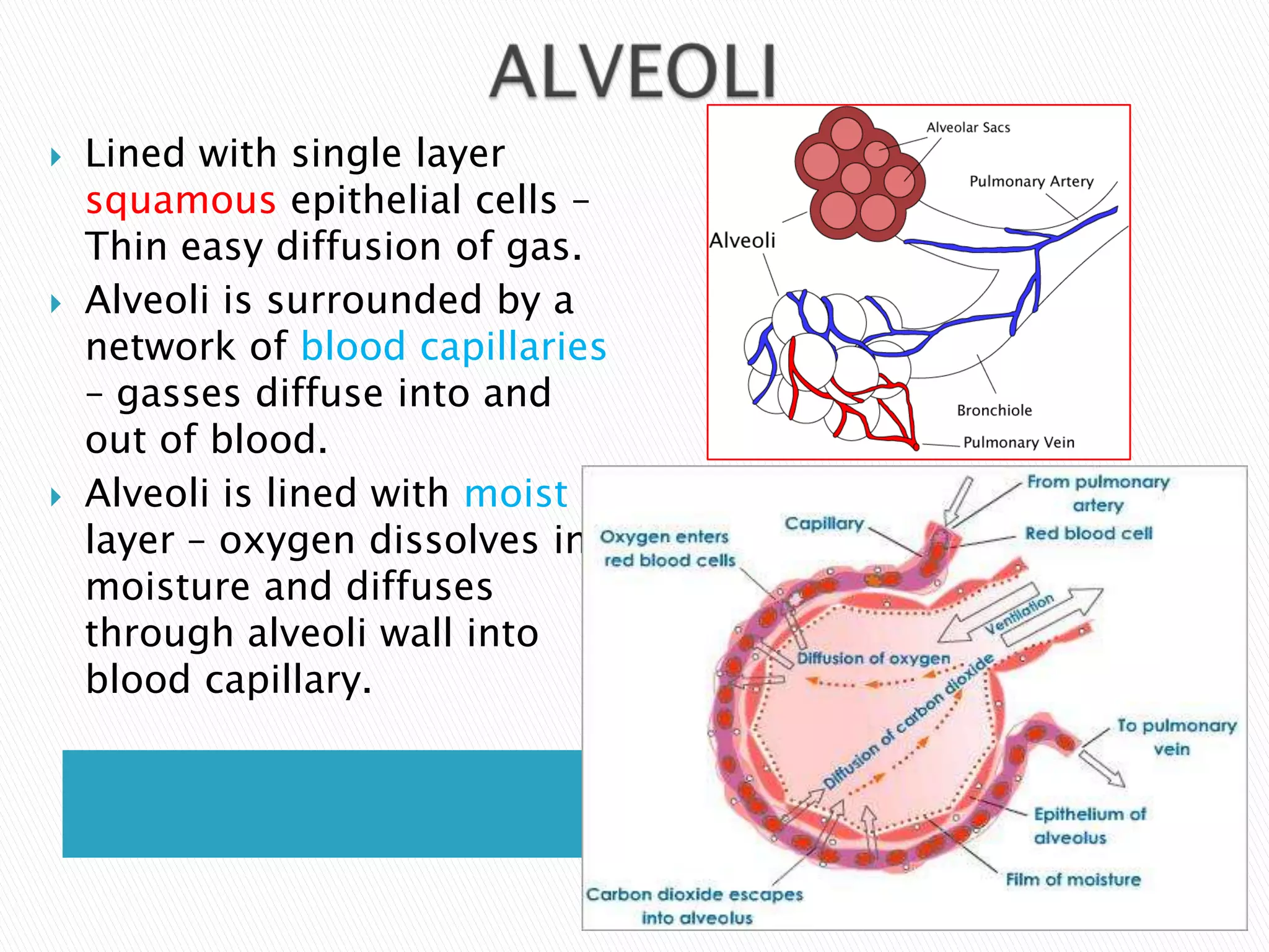   Lined with single layer
    squamous epithelial cells –
    Thin easy diffusion of gas.
   Alveoli is surrounded by a
    network of blood capillaries
    – gasses diffuse into and
    out of blood.
   Alveoli is lined with moist
    layer – oxygen dissolves in
    moisture and diffuses
    through alveoli wall into
    blood capillary.
 