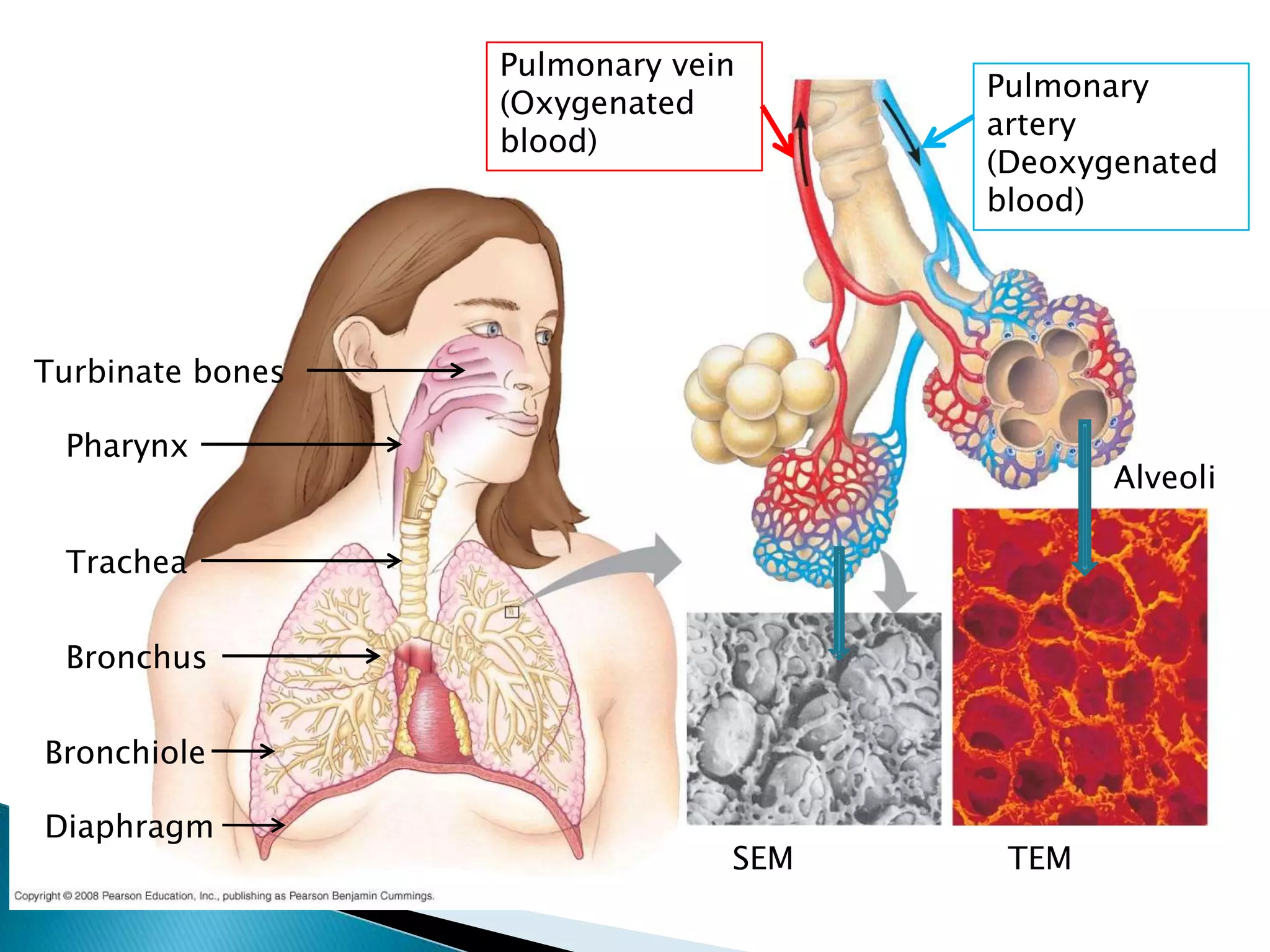 Pulmonary vein
                                     Pulmonary
                  (Oxygenated
                                     artery
                  blood)
                                     (Deoxygenated
                                     blood)




Turbinate bones

 Pharynx
                                            Alveoli

 Trachea


 Bronchus


Bronchiole

Diaphragm
                               SEM    TEM
 