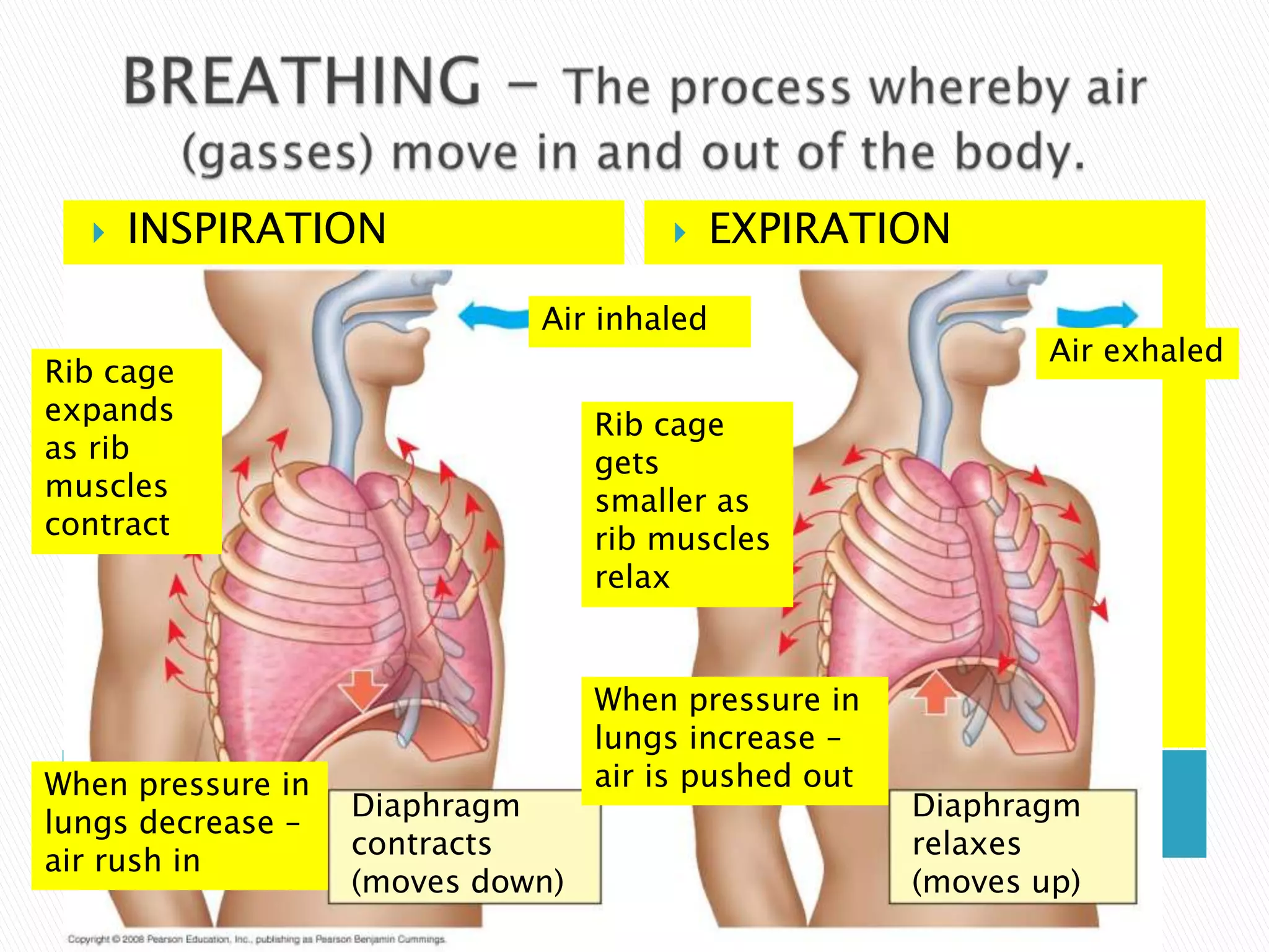    INSPIRATION                        EXPIRATION

                            Air inhaled
                                                             Air exhaled
Rib cage
expands                          Rib cage
as rib                           gets
muscles                          smaller as
contract                         rib muscles
                                 relax


                                 When pressure in
                                 lungs increase –
When pressure in                 air is pushed out
            INSPIRATION
lungs decrease –
                  Diaphragm                    EXPIRATION
                                                    Diaphragm
                  contracts                          relaxes
air rush in
                  (moves down)                       (moves up)
 