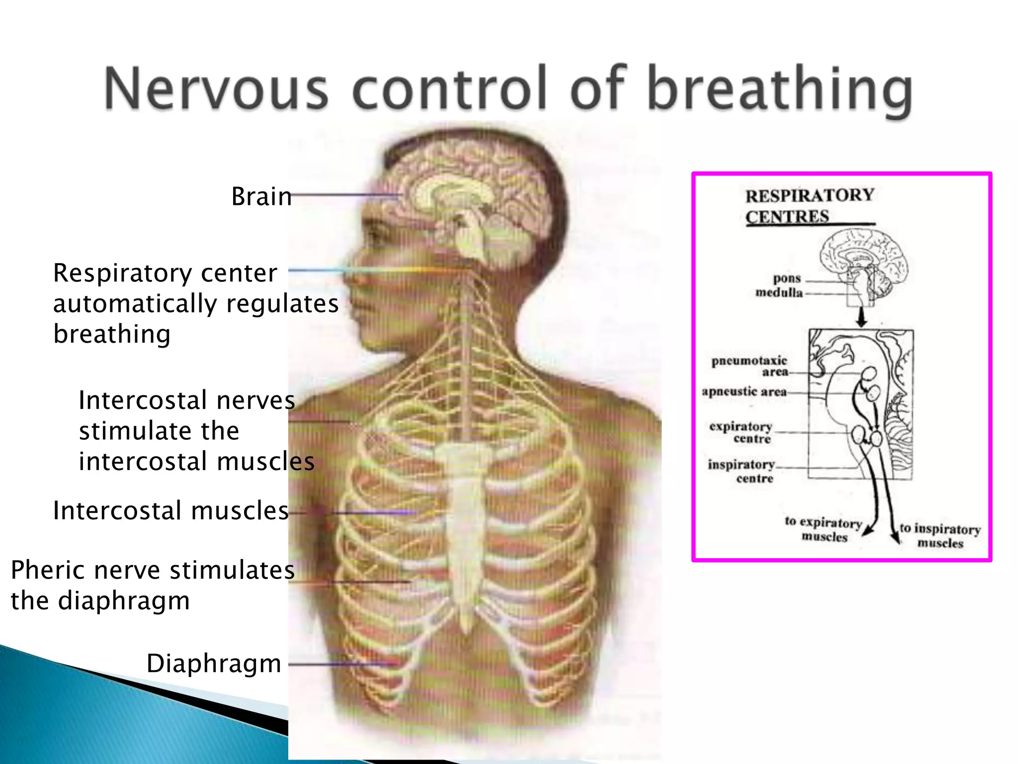 Brain


   Respiratory center
   automatically regulates
   breathing

     Intercostal nerves
     stimulate the
     intercostal muscles
   Intercostal muscles

Pheric nerve stimulates
the diaphragm

          Diaphragm
 
