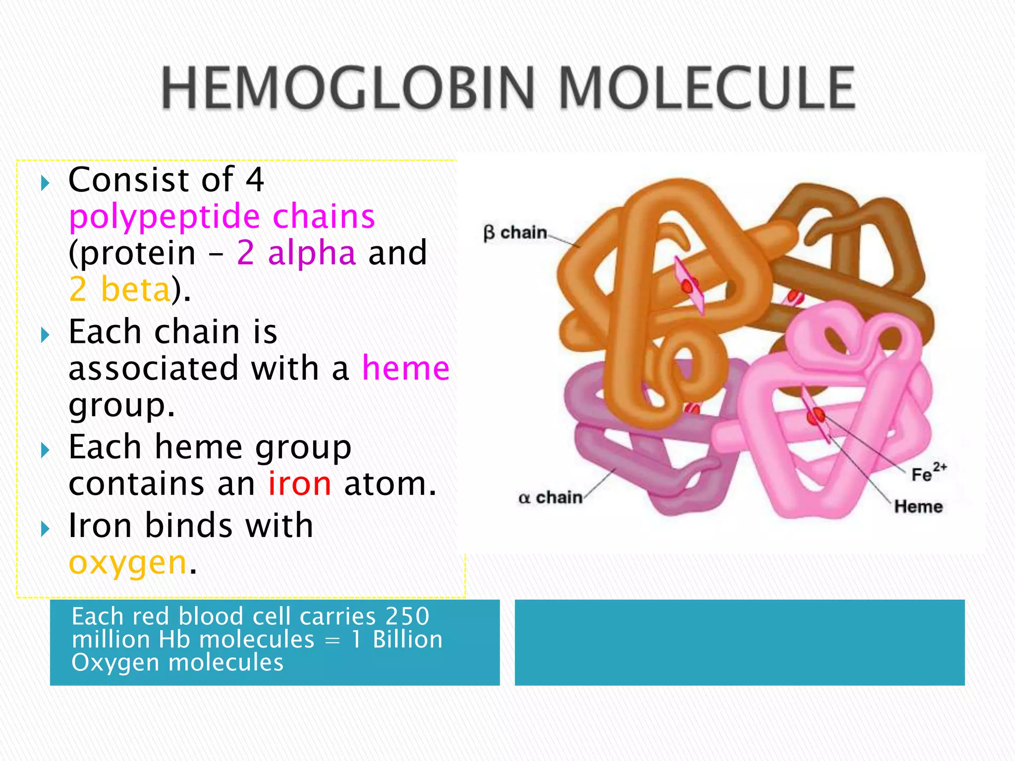    Consist of 4
    polypeptide chains
    (protein – 2 alpha and
    2 beta).
   Each chain is
    associated with a heme
    group.
   Each heme group
    contains an iron atom.
   Iron binds with
    oxygen.
    Each red blood cell carries 250
    million Hb molecules = 1 Billion
    Oxygen molecules
 
