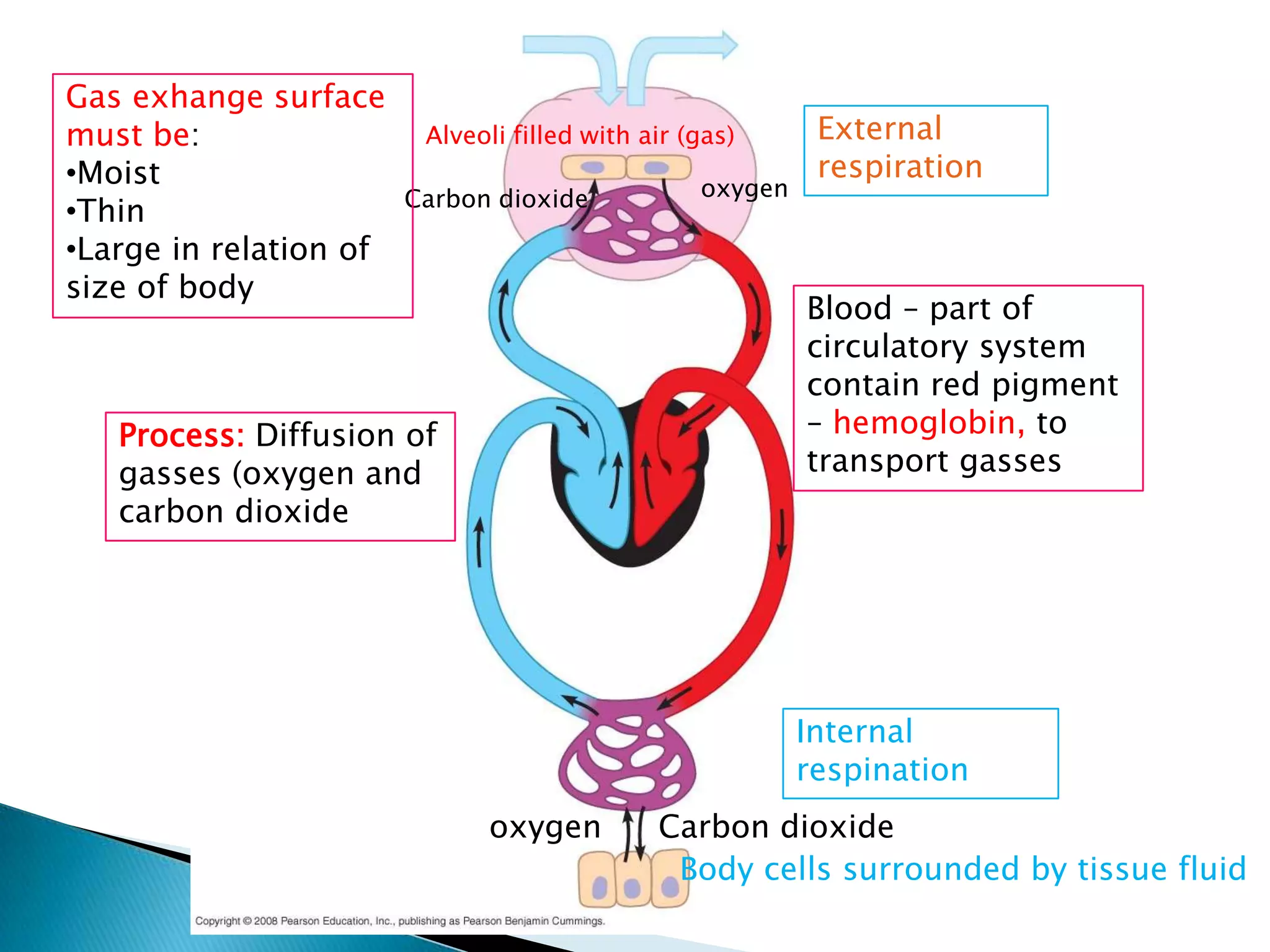 Gas exhange surface
must be:                 Alveoli filled with air (gas)      External
•Moist                                                      respiration
                        Carbon dioxide            oxygen
•Thin
•Large in relation of
size of body
                                                           Blood – part of
                                                           circulatory system
                                                           contain red pigment
   Process: Diffusion of                                   – hemoglobin, to
   gasses (oxygen and                                      transport gasses
   carbon dioxide




                                                           Internal
                                                           respination
                              oxygen          Carbon dioxide
                                               Body cells surrounded by tissue fluid
 