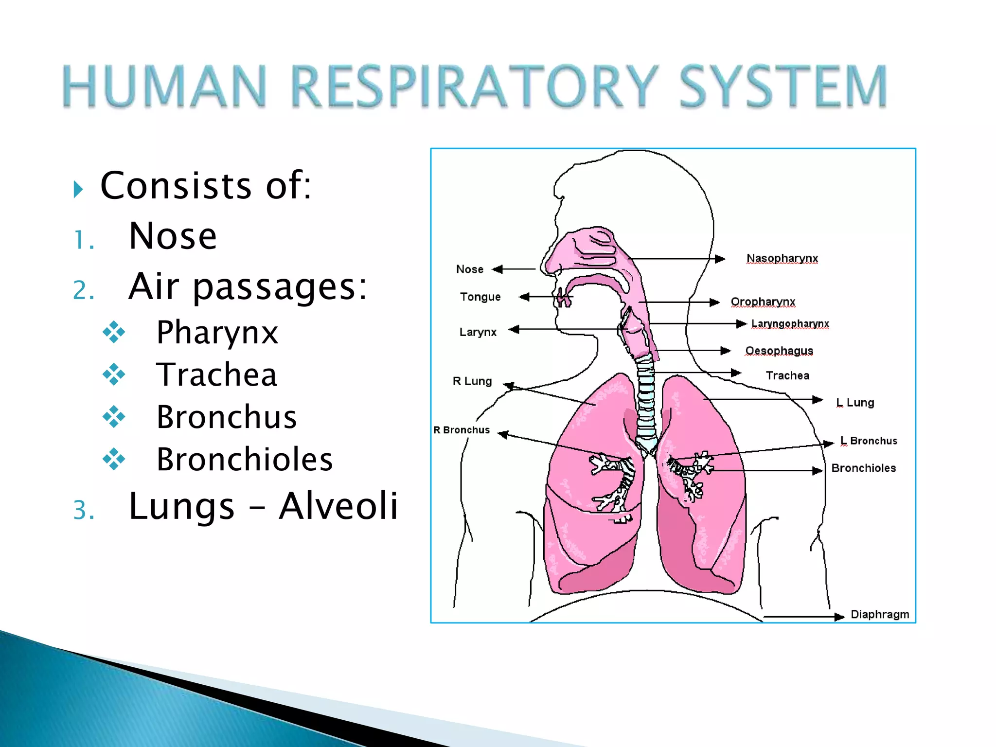  Consists of:
1. Nose
2. Air passages:
        Pharynx
        Trachea
        Bronchus
        Bronchioles
3.   Lungs – Alveoli
 