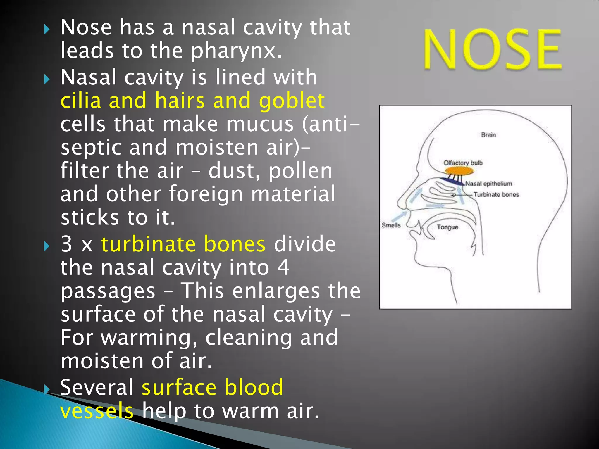    Nose has a nasal cavity that
    leads to the pharynx.
   Nasal cavity is lined with
    cilia and hairs and goblet
    cells that make mucus (anti-
    septic and moisten air)–
    filter the air – dust, pollen
    and other foreign material
    sticks to it.
   3 x turbinate bones divide
    the nasal cavity into 4
    passages – This enlarges the
    surface of the nasal cavity –
    For warming, cleaning and
    moisten of air.
   Several surface blood
    vessels help to warm air.
 
