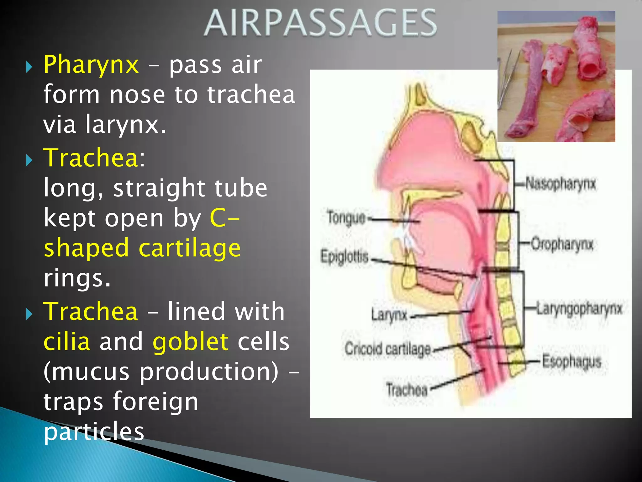    Pharynx – pass air
    form nose to trachea
    via larynx.
   Trachea:
    long, straight tube
    kept open by C-
    shaped cartilage
    rings.
   Trachea – lined with
    cilia and goblet cells
    (mucus production) –
    traps foreign
    particles
 
