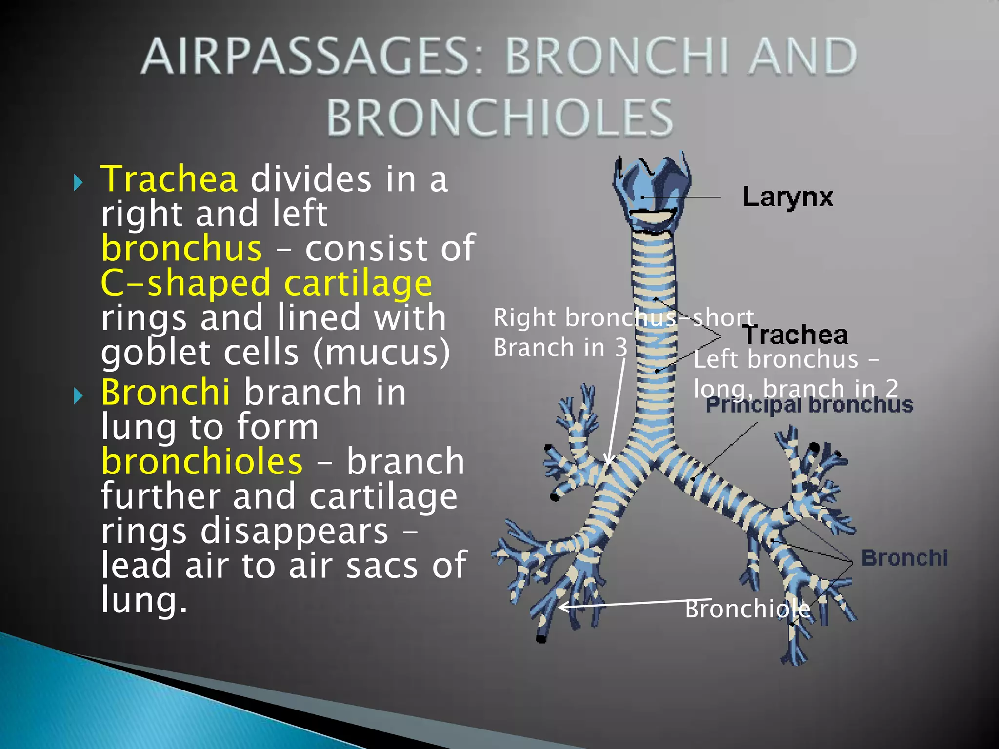    Trachea divides in a
    right and left
    bronchus – consist of
    C-shaped cartilage
    rings and lined with      Right bronchus-short
    goblet cells (mucus)      Branch in 3    Left bronchus –
   Bronchi branch in                        long, branch in 2
    lung to form
    bronchioles – branch
    further and cartilage
    rings disappears –
    lead air to air sacs of
    lung.                                    Bronchiole
 