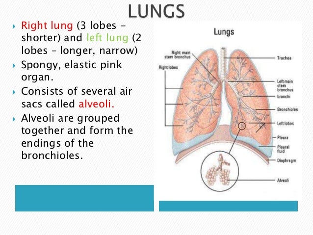 Respiratory Gas Exchange Bing Images | respiratory gas exchange bing images Respiratory Gas Exchange Bing Images | respiratory gas exchange bing images