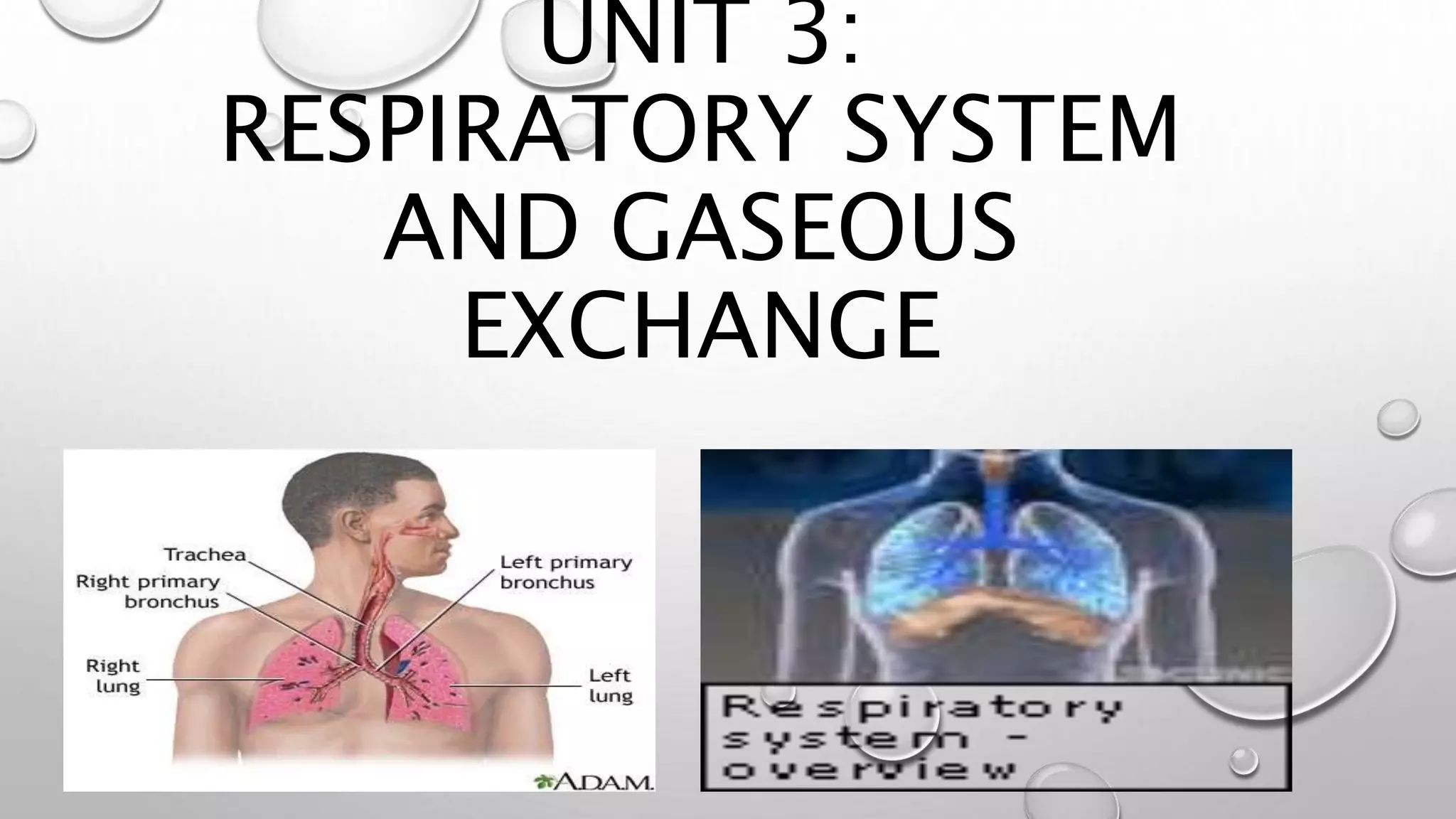 UNIT 3:
RESPIRATORY SYSTEM
AND GASEOUS
EXCHANGE
 