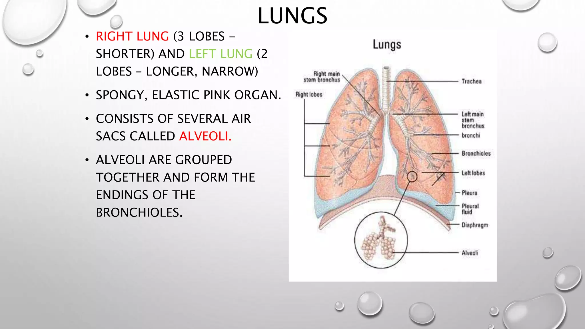 LUNGS
• RIGHT LUNG (3 LOBES -
SHORTER) AND LEFT LUNG (2
LOBES – LONGER, NARROW)
• SPONGY, ELASTIC PINK ORGAN.
• CONSISTS OF SEVERAL AIR
SACS CALLED ALVEOLI.
• ALVEOLI ARE GROUPED
TOGETHER AND FORM THE
ENDINGS OF THE
BRONCHIOLES.
 