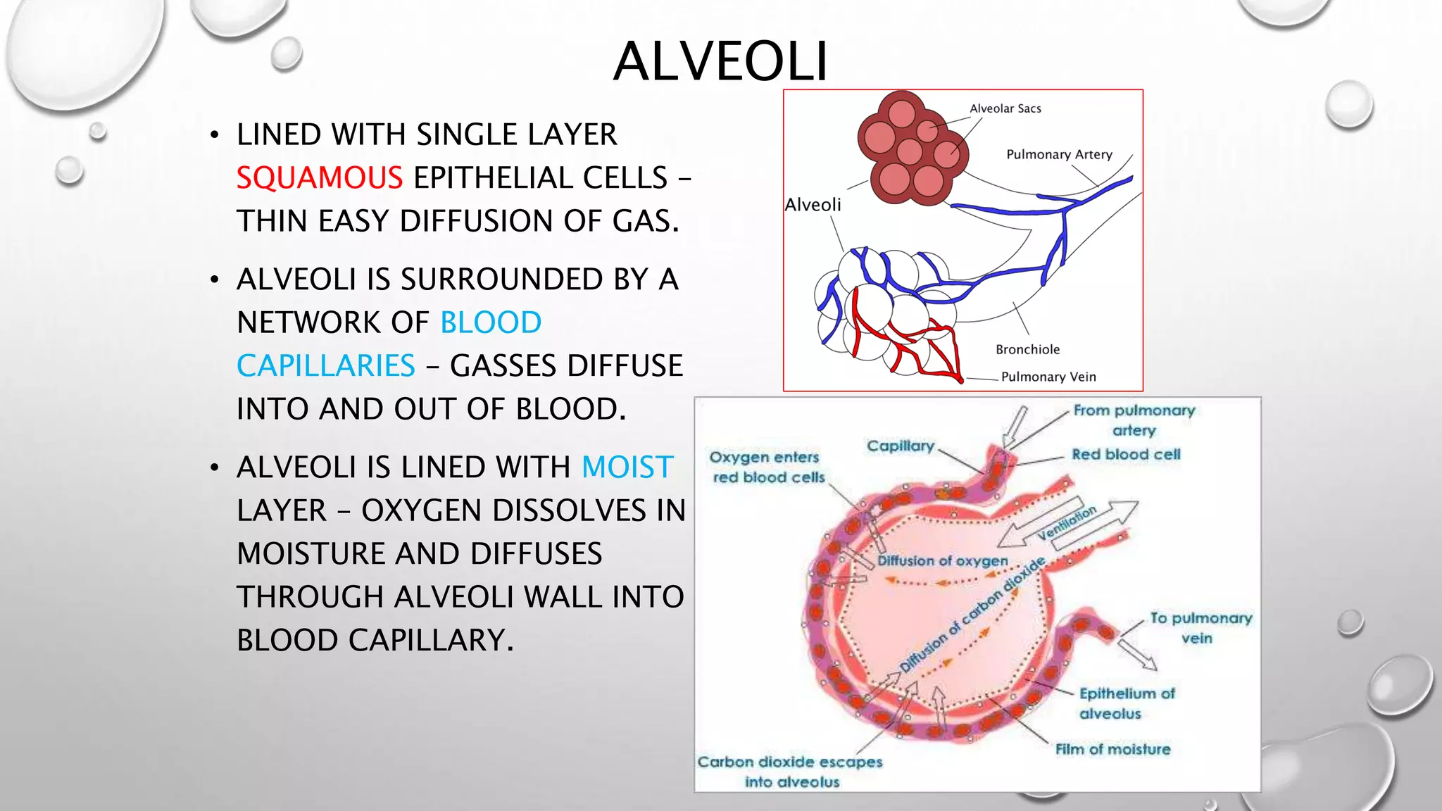 ALVEOLI
• LINED WITH SINGLE LAYER
SQUAMOUS EPITHELIAL CELLS –
THIN EASY DIFFUSION OF GAS.
• ALVEOLI IS SURROUNDED BY A
NETWORK OF BLOOD
CAPILLARIES – GASSES DIFFUSE
INTO AND OUT OF BLOOD.
• ALVEOLI IS LINED WITH MOIST
LAYER – OXYGEN DISSOLVES IN
MOISTURE AND DIFFUSES
THROUGH ALVEOLI WALL INTO
BLOOD CAPILLARY.
 