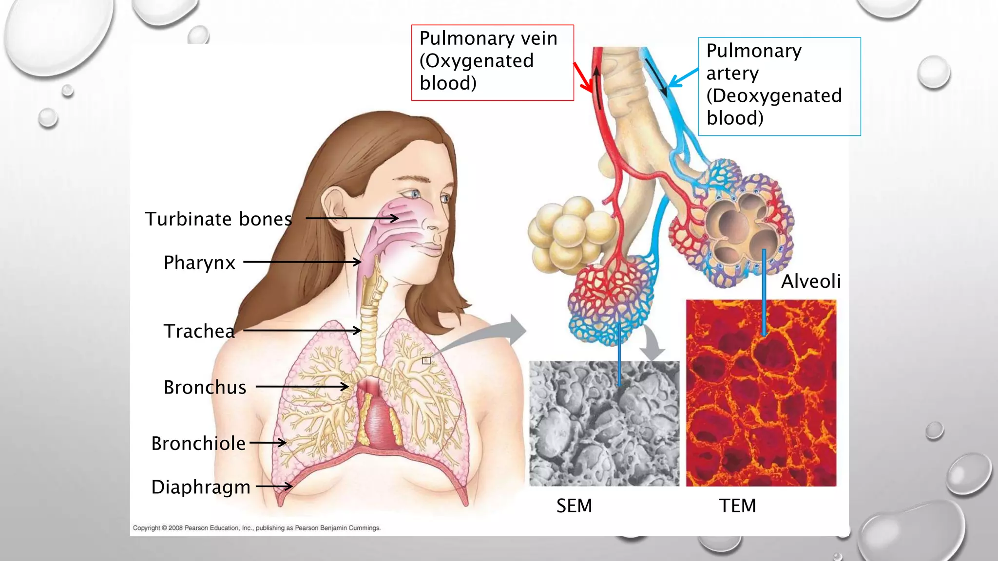 SEM TEM
Alveoli
Pulmonary
artery
(Deoxygenated
blood)
Pulmonary vein
(Oxygenated
blood)
Diaphragm
Bronchiole
Bronchus
Trachea
Pharynx
Turbinate bones
 
