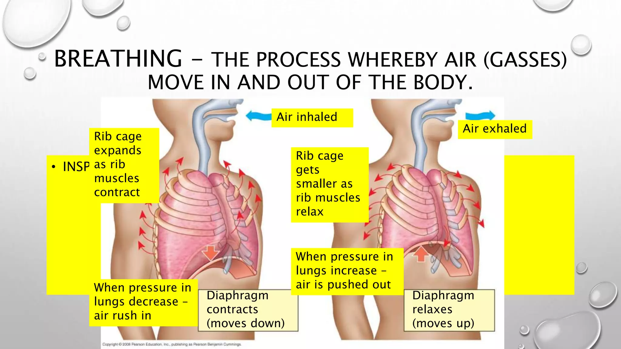 BREATHING - THE PROCESS WHEREBY AIR (GASSES)
MOVE IN AND OUT OF THE BODY.
INSPIRATION
• INSPIRATION
EXPIRATION
• EXPIRATION
Diaphragm
contracts
(moves down)
Diaphragm
relaxes
(moves up)
Rib cage
expands
as rib
muscles
contract
Rib cage
gets
smaller as
rib muscles
relax
Air inhaled
Air exhaled
When pressure in
lungs decrease –
air rush in
When pressure in
lungs increase –
air is pushed out
 