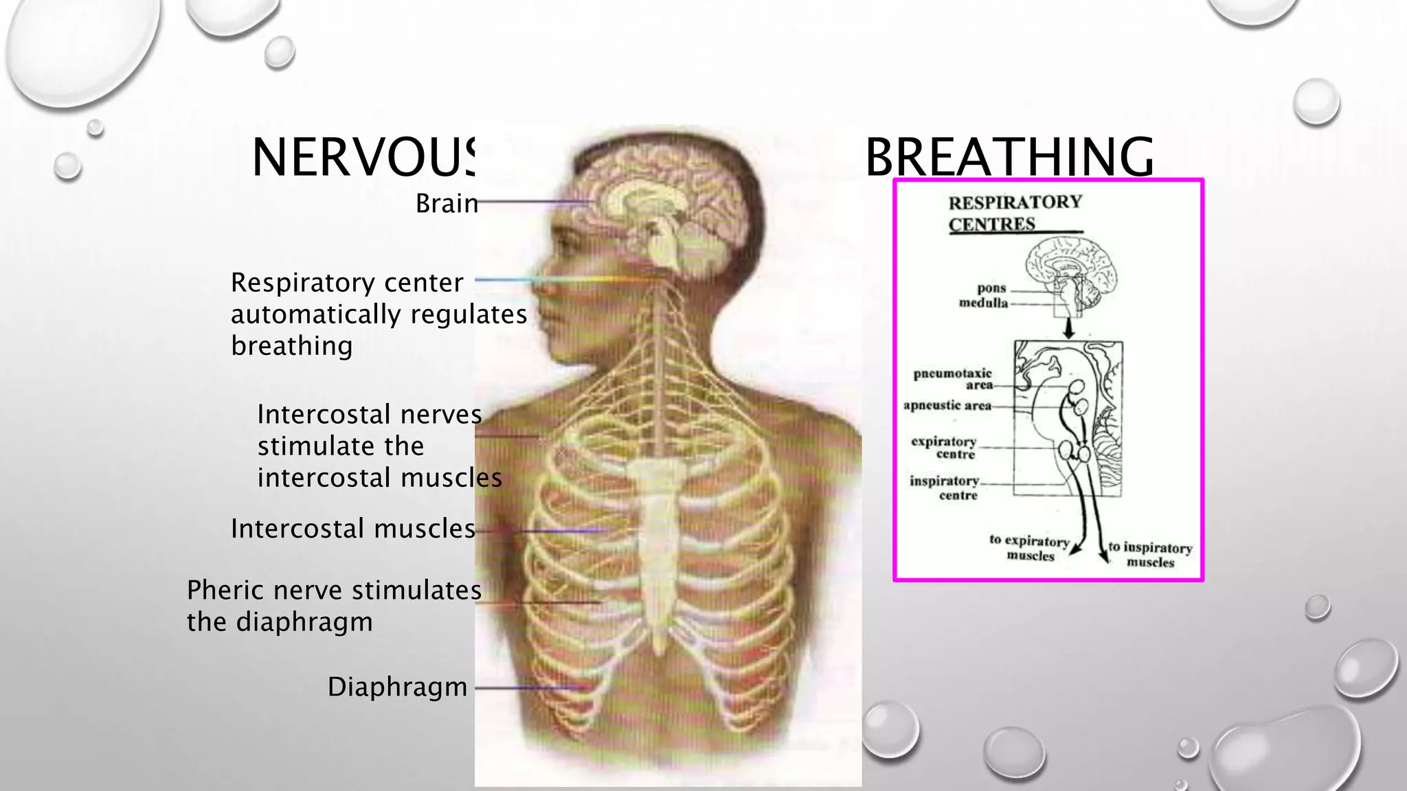 NERVOUS CONTROL OF BREATHING
Brain
Respiratory center
automatically regulates
breathing
Intercostal nerves
stimulate the
intercostal muscles
Intercostal muscles
Pheric nerve stimulates
the diaphragm
Diaphragm
 