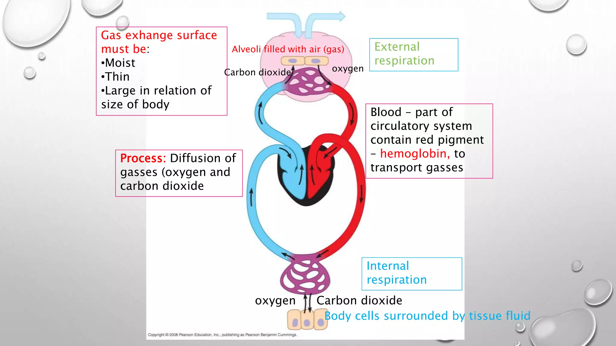 External
respiration
Internal
respiration
oxygenCarbon dioxide
oxygen Carbon dioxide
Alveoli filled with air (gas)
Body cells surrounded by tissue fluid
Blood – part of
circulatory system
contain red pigment
– hemoglobin, to
transport gasses
Gas exhange surface
must be:
•Moist
•Thin
•Large in relation of
size of body
Process: Diffusion of
gasses (oxygen and
carbon dioxide
 