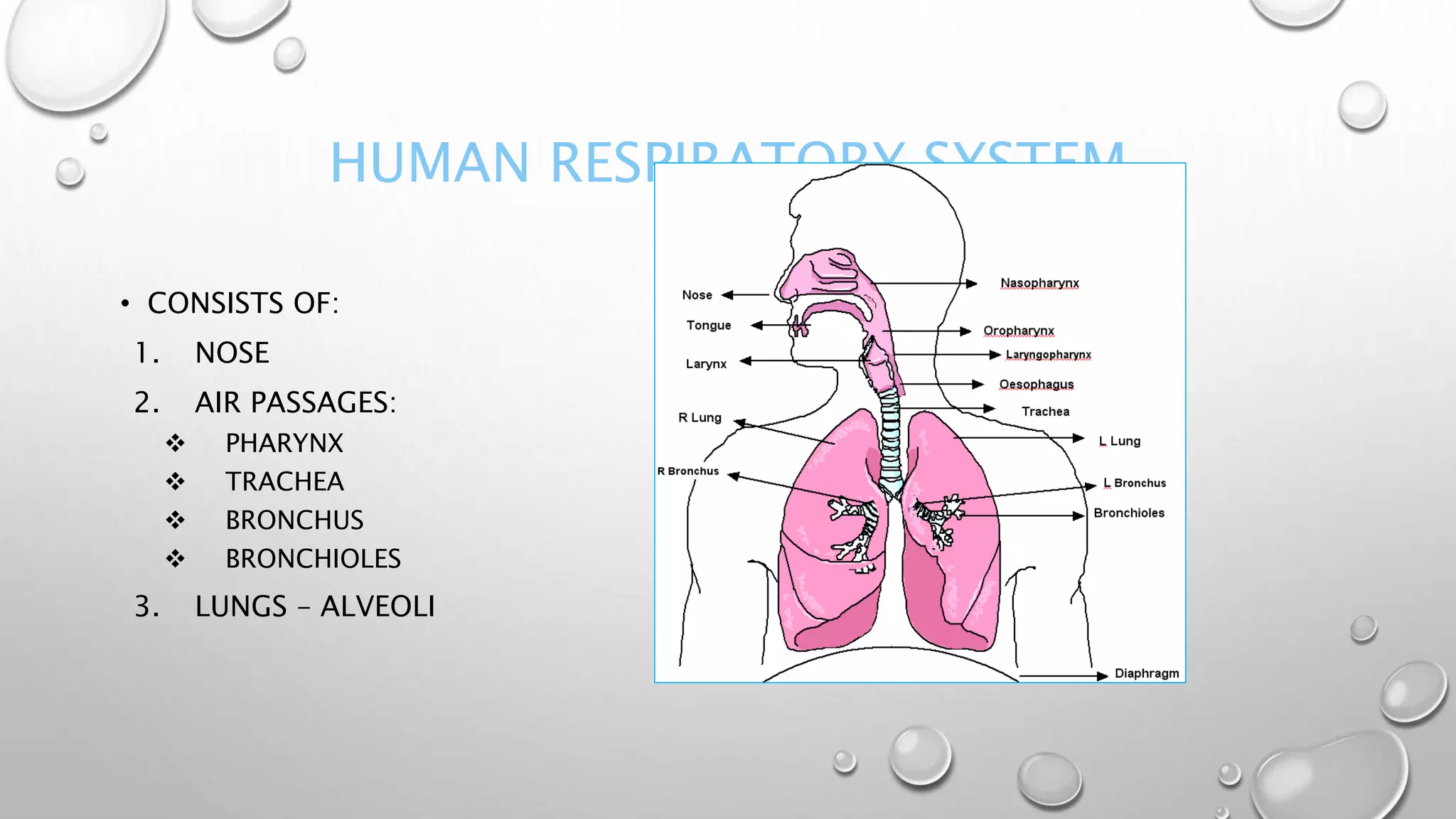HUMAN RESPIRATORY SYSTEM
• CONSISTS OF:
1. NOSE
2. AIR PASSAGES:
 PHARYNX
 TRACHEA
 BRONCHUS
 BRONCHIOLES
3. LUNGS – ALVEOLI
 