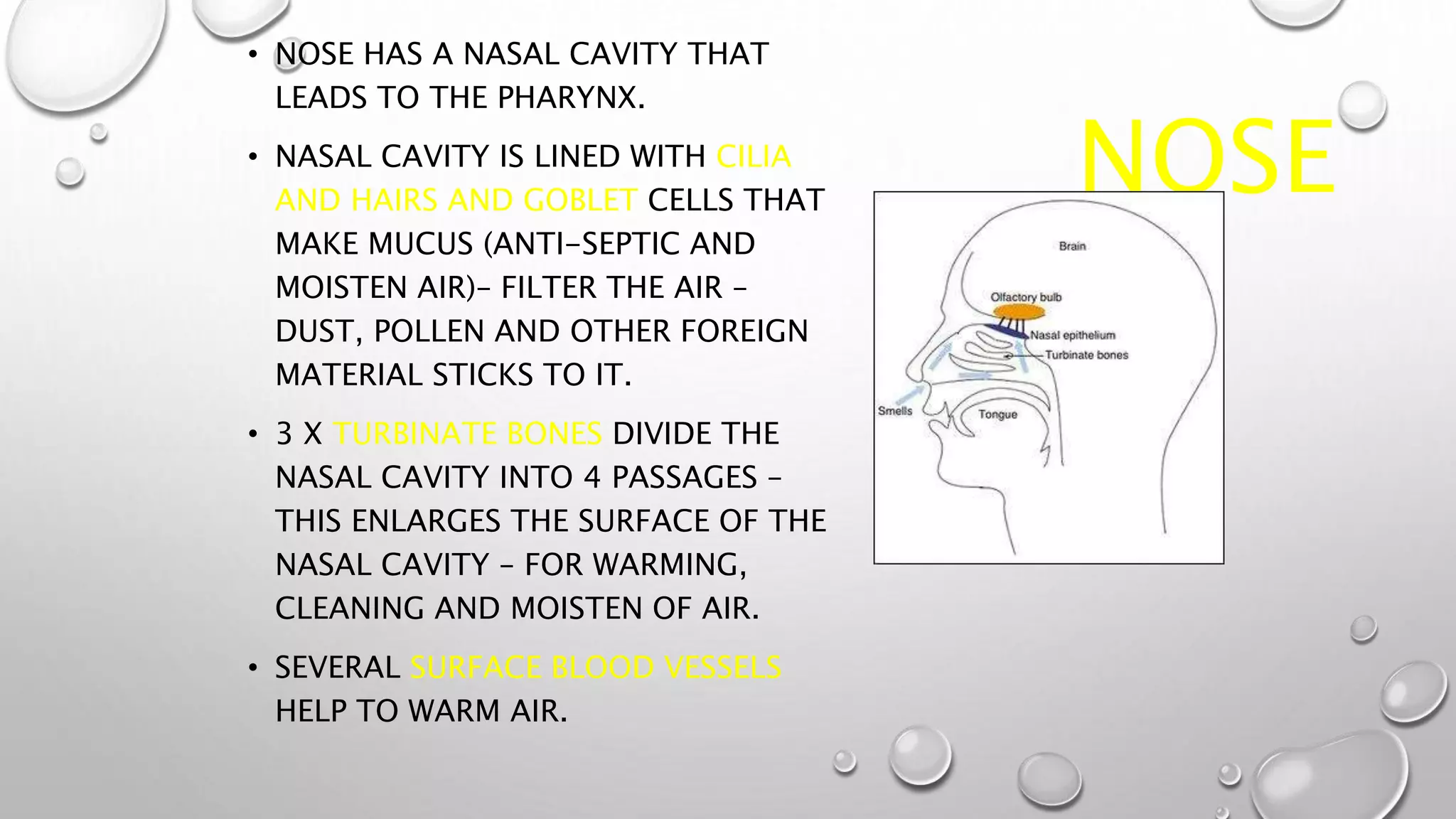 NOSE
• NOSE HAS A NASAL CAVITY THAT
LEADS TO THE PHARYNX.
• NASAL CAVITY IS LINED WITH CILIA
AND HAIRS AND GOBLET CELLS THAT
MAKE MUCUS (ANTI-SEPTIC AND
MOISTEN AIR)– FILTER THE AIR –
DUST, POLLEN AND OTHER FOREIGN
MATERIAL STICKS TO IT.
• 3 X TURBINATE BONES DIVIDE THE
NASAL CAVITY INTO 4 PASSAGES –
THIS ENLARGES THE SURFACE OF THE
NASAL CAVITY – FOR WARMING,
CLEANING AND MOISTEN OF AIR.
• SEVERAL SURFACE BLOOD VESSELS
HELP TO WARM AIR.
 