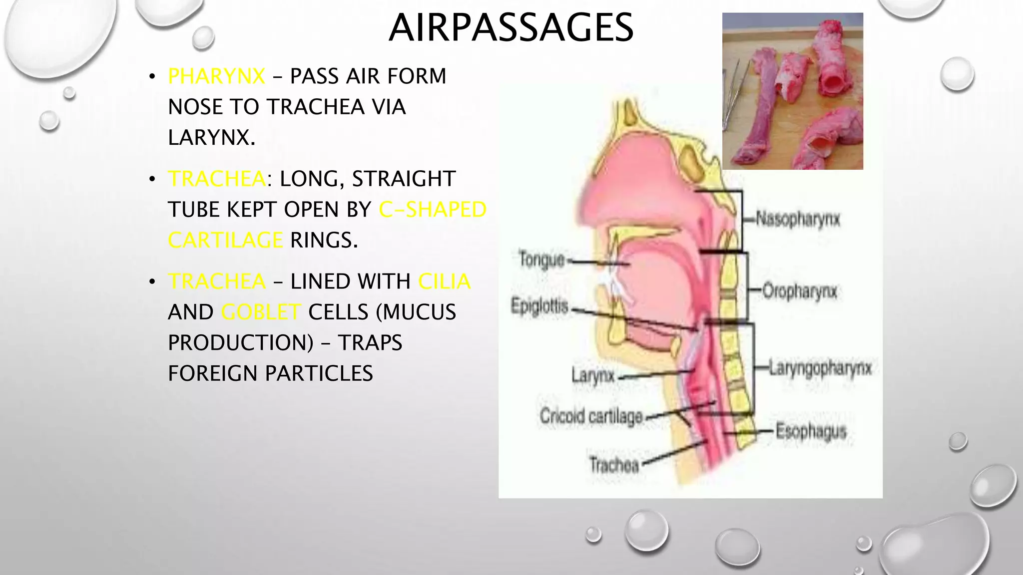 AIRPASSAGES
• PHARYNX – PASS AIR FORM
NOSE TO TRACHEA VIA
LARYNX.
• TRACHEA: LONG, STRAIGHT
TUBE KEPT OPEN BY C-SHAPED
CARTILAGE RINGS.
• TRACHEA – LINED WITH CILIA
AND GOBLET CELLS (MUCUS
PRODUCTION) – TRAPS
FOREIGN PARTICLES
 