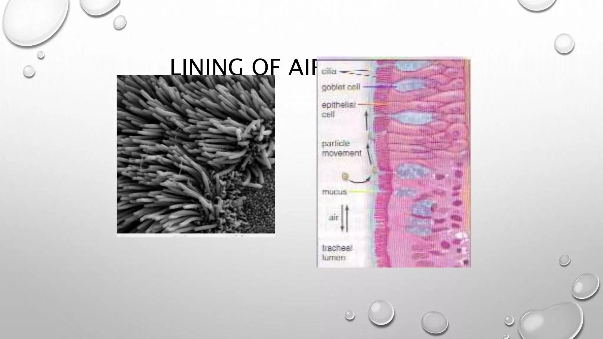 LINING OF AIRPASSAGES
CILIA (SEM) TRACHEAL LINING
 