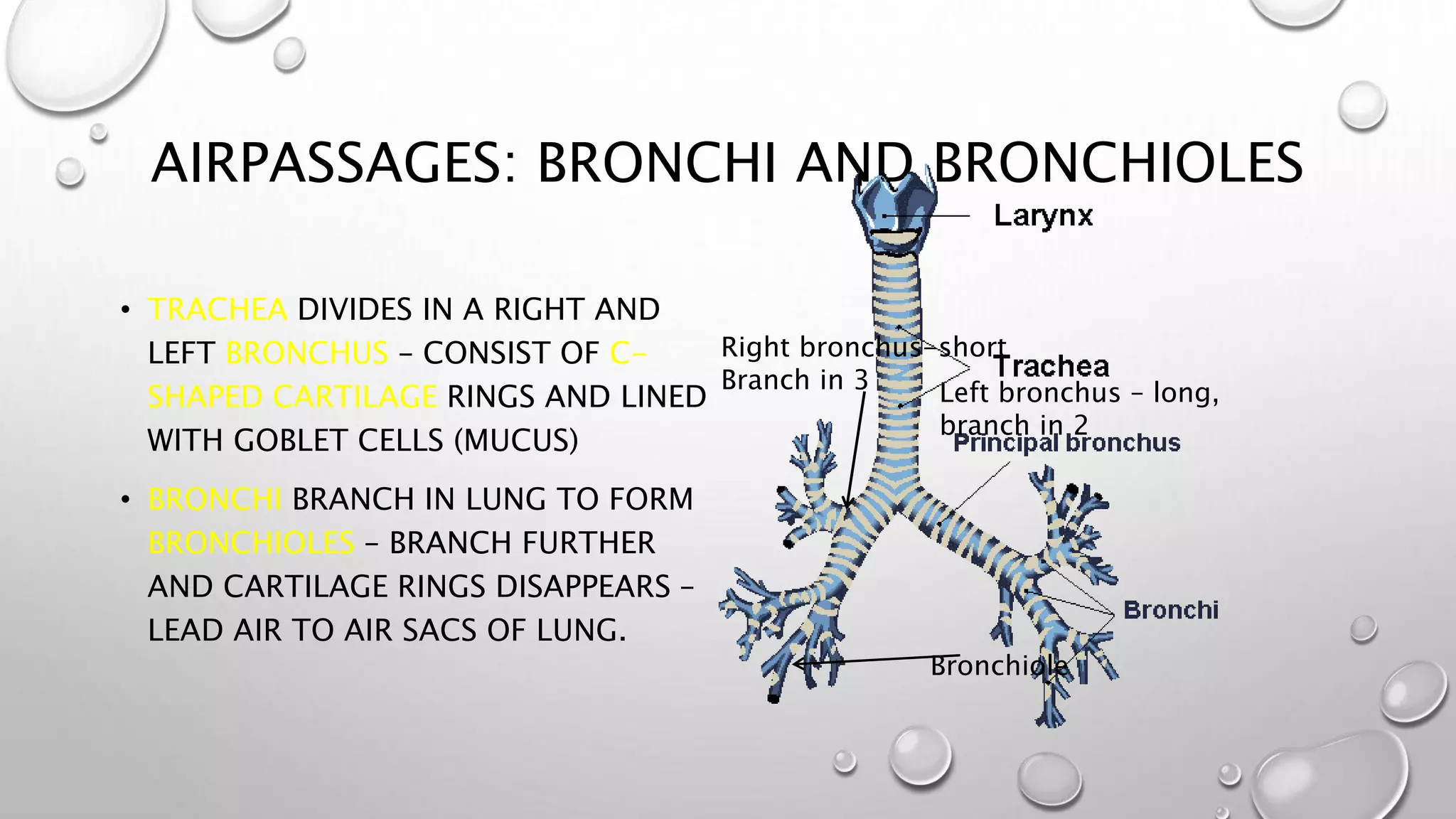 AIRPASSAGES: BRONCHI AND BRONCHIOLES
• TRACHEA DIVIDES IN A RIGHT AND
LEFT BRONCHUS – CONSIST OF C-
SHAPED CARTILAGE RINGS AND LINED
WITH GOBLET CELLS (MUCUS)
• BRONCHI BRANCH IN LUNG TO FORM
BRONCHIOLES – BRANCH FURTHER
AND CARTILAGE RINGS DISAPPEARS –
LEAD AIR TO AIR SACS OF LUNG.
Bronchiole
Left bronchus – long,
branch in 2
Right bronchus-short
Branch in 3
 