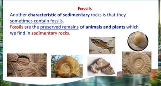 Fossils
Another characteristic of sedimentary rocks is that they
sometimes contain fossils.
Fossils are the preserved remains of animals and plants which
we find in sedimentary rocks.
 