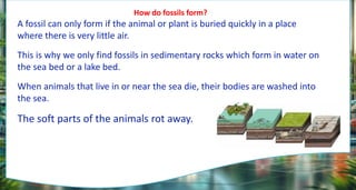 How do fossils form?
A fossil can only form if the animal or plant is buried quickly in a place
where there is very little air.
This is why we only find fossils in sedimentary rocks which form in water on
the sea bed or a lake bed.
When animals that live in or near the sea die, their bodies are washed into
the sea.
The soft parts of the animals rot away.
 