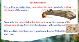 How do fossils form?
Over a long period of time, minerals in the water gradually replace
the bones of the animal.
Eventually the minerals harden into rock so we have a copy of the
original animal as a fossil, like the dinosaur in the photograph.
This fossil is in limestone and it was formed about 150 million
years ago.
 