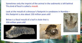 Sometimes only the imprint of the animal in the sediments is left behind
This kind of fossil is called a mould.
Look at the mould of a dinosaur’s footprint in sandstone in Namibia –
this footprint is also about 150 million years old!
Below is a fossil mould of a leaf in shale that is
350 million years old!
 